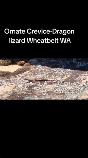 Ornate Crevice-Ornate Dragon lizard in Disappointment Rock, Holland Way, Western Australia. #ornatecrevicedragon | Travel Nut