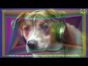 🔊 Sounds Only Dogs Can Hear | High-Frequency Audio for Your Pup 🐶 (3-Minute Video)