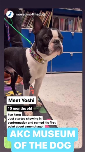 We had a ball at the Museum of the Dog at the Boston Terrier breed spotlight where we got to help represent the breed in the exhibit! #dogreels #akc #americankennelclub #bostonterriers #bostonterrier #dogreelsfb #goodboy | Lenny The Boston