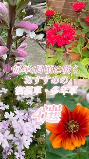 6月に咲くおすすめの宿根草多年草4日選を紹介 #ガーデニング #ガーデニングvlog #ガーデニング初心者 #宿根草