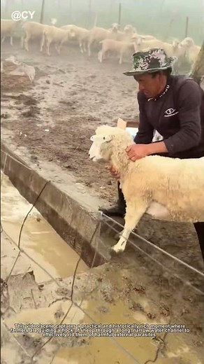 Farm Life🌾 Sheep Dip Pool↓ Natural Parasite Removal!