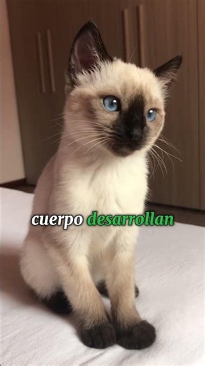 ¿Por qué los gatos siameses cambian de color? 🌡️🐈 (Su superpoder)