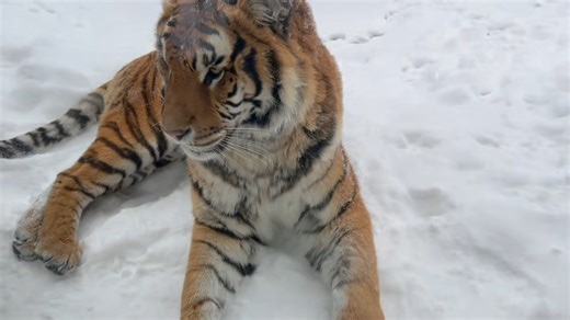 Weekly Feed The Beasts Fun! Great video this week, not only sharing "feeding fun", you will see some great enrichment & animal training/behaviors! Our keepers share this content with you in appreciation for your support or perhaps inspire it! This past week we have jumped almost a full percentage point - coming in now at 18.76% of our campaign goal! Thank you and enjoy your gifts from us! To Feed the Beasts & receive your gifts: https://theanimaladventurepark.com/products/feed-the-beasts-2024-25