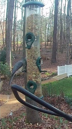 Charming Brown-headed Nuthatches Share Peanuts