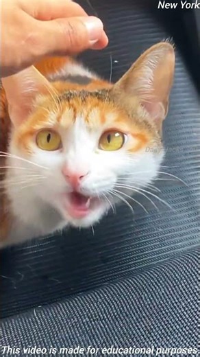 Angry Cat Swipes! | Grumpy Kitten Moments | New York #newyork #cat #michigan