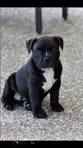 🐕 Dangerous or Loyal? Pitbull x Rottweiler x Cane Corso Mix #viralvideo #shortvideo #shortsfeed