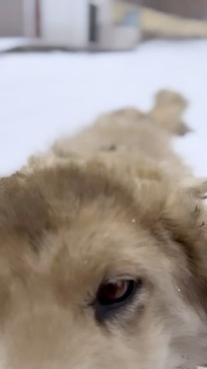 12 reactions | Did you know? Bhotia, Gaddi, Himalayan Guard Dog,...