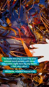 5.9K views · 140 reactions | Our Rocky Shore Interpreter Michelle on...