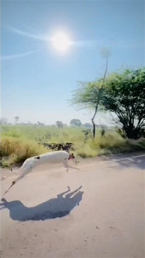 Kolhapur dog race 🚀😱 || kolhapur dog racing / dog race maharashtra || #shorts #arfyads