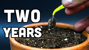 750 days of growth: Stunning cactus seed to plant time-lapse