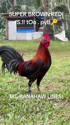 MT. BANAHAW SUPER BROWN RED!! #SBR #MNMGAMEFARM