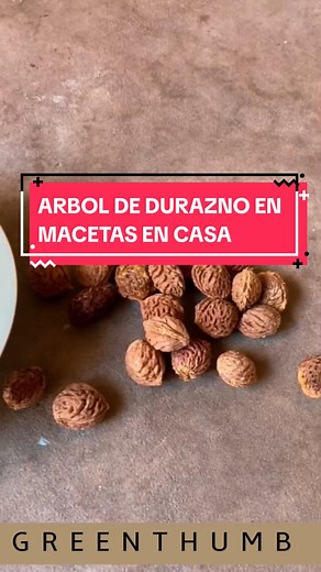 Sabías que para germinar correctamente las semillas de durazno hay que secarlas muy bien y después introducirlas en un recipiente con agua 👆🏼 Todas las que flotan no van a germinar porque no están bien desarrolladas. . Cosechar tus frutas en casa es posible sin necesidad de tener un amplio jardín 🏡 solamente debes seguir paso a paso nuestra guía Árboles Frutales en macetas y así lograrás tener todas tus frutas favoritas en casa ✨ . Ve al enlace de mi perfil y descárgala ahora #durazno #fruta 