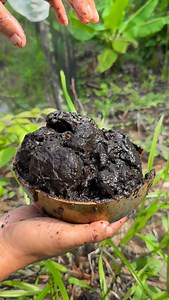 Indian Bael | Borneo Forester
