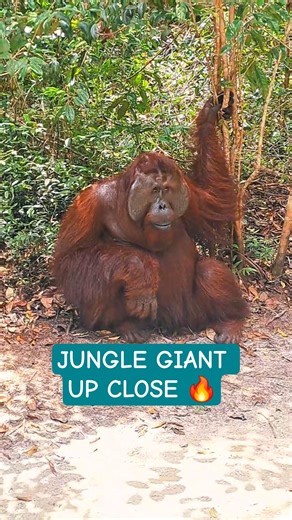 THE Jungle Giant Up Close 🔥 #orangutan #borneo #orangutandocumentary