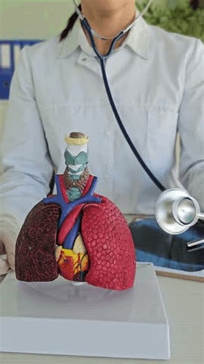 clip-3990958197-model-human-lungs-doctor-examining-using-stethoscope