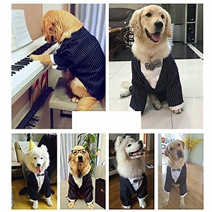 Watch Striped Large Dog Clothes Tuxedo with Bowtie on Amazon Live