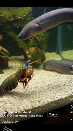 Sabías esto de la #gamba mantis? Aquí la vemos aventándose un tiro #fypシ゚viralシfypシ゚viralシalシ #peces #acuarismo #acuario #capcut #acuariofiliamexico #acuariofilia #greenlife #aqua #water #color #ligth #follow #followme #sigueme #aquaspacemx #sigueme_para_mas_videos_asi #trending #followformorevideosdaily #flowerhorn #aquascape #pet #rgb #pfy #fyp #ligths #fish #fishing #fyp #pfy #followfofollowback | Aqua Space MX