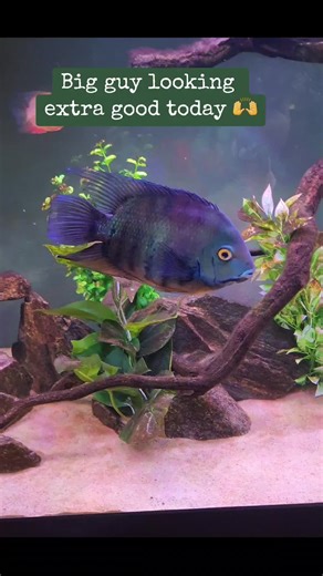 Turquoise Severum: A Colorful Addition to Your Aquarium