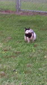 Tilly was chasing lightening bugs and then realized I was watching from the back door 😹 watch how the tail comes up when she gets close. She is such a funny girl 🤣 | Tilly the Tongue-less Kitty and Friends