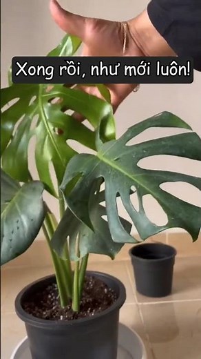 Cách chăm sóc cây trầu bà lá xẻ monstera đúng cách ☎️0968237865 để tư vấn cây cảnh nhé