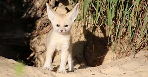 Taronga Zoo welcomes energetic fennec fox baby