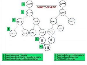 Gametogénesis
