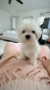 A fluffy little dictator that demands all the attention all the time . . . . . Dog giving side eye Dog expecting pets Bombastic side eye #dogs #spoileddog #maltese | Mochi Floof the Maltese