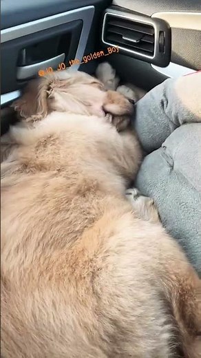 Trip to Hyd #viral #goldenretreiver #funny #viral #love #car