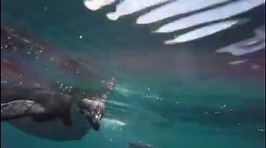 Happy World Penguin Day! 🐧 The #PlanetEarth2 'Islands' crew captured these cheeky chinstraps playing in the water off Zavodovski Island. #RealHappiness | BBC Earth