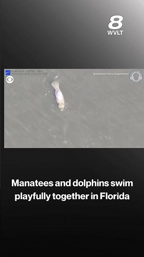 Manatees and dolphins swim playfully together in Florida