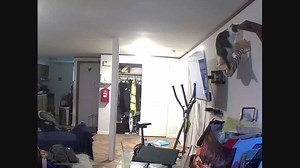 Cat Narrowly Escapes from Falling Nest