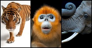 Family time is fun time with animals, cirque and music galore! Single tickets to our fun-for-all-ages events and the complete 2019-2020 season on sale now>> https://bit.ly/2sHYLfh Or subscribe to the Family Fun series and save 25% | UCSB Arts & Lectures