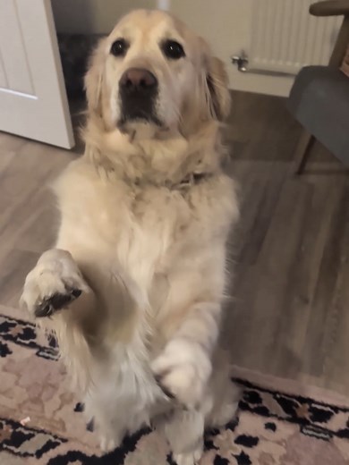 Midweek Woos from Golden Retrievers