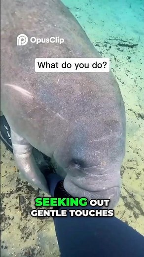 Manatees 🌊 Chunky, Curious, and Weirdly Lovable