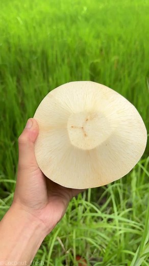 Satisfying Coconut ASMR Experience