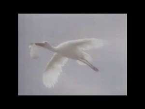 Liquid Ivory Hand Soap Commercial (1992)