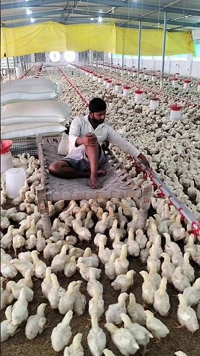 Removed mortality first thing in the morning, chicks are 12 days old today 🐓❤️💬#job #hardwork #wo...