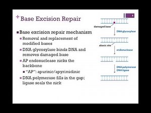 166-Mismatch & Base Excision Repair