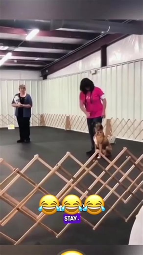 Talking Animals: A Fun Voiceover Experience