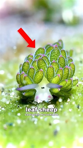Leaf Sheep, the real life grass Pokemon 🌿