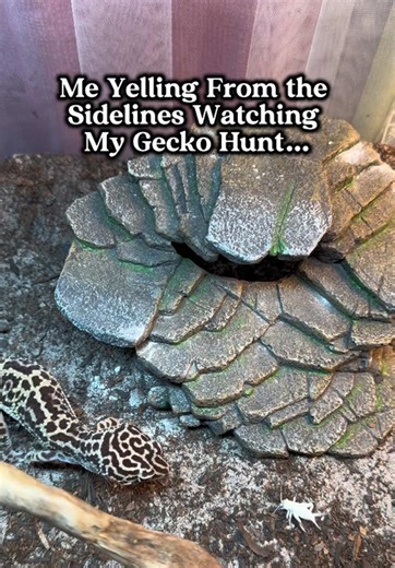 Cheering for My Hunting Leopard Gecko Adventure