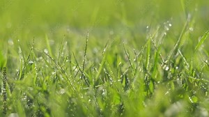 Juicy bright green grass in sunlight. Close up. Lawn background. Texture of new grass growing in field. Meadow on warm sunset or sunrise time. Tranquil nature scene. Golden hour. Greenery, dew drops