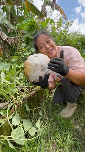 Saya punya banyak harta karun di kebun, salah satunya labu #kebun #berkebun #garden #berkebundirumah | Kebun Candi