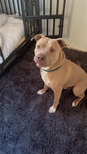 Good morning from the Land of Oz, a wonderful place filled with love! PLEASE SHARE: This is our moment. A $25,000 anonymous match through November 30th — every dollar doubled — to build the future of animal rescue. We are redefining what a shelter can be. Not cold kennels. Not fear. Not euthanasia for space. But love, consistency, decompression, and hope. Our Lighthouse Tiny Homes give the dogs and cats who struggle in traditional shelters a second chance — a space to heal, to feel safe, and to 