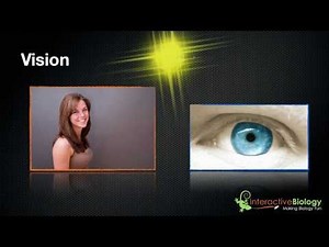 030 How Eyes Work - An Introduction