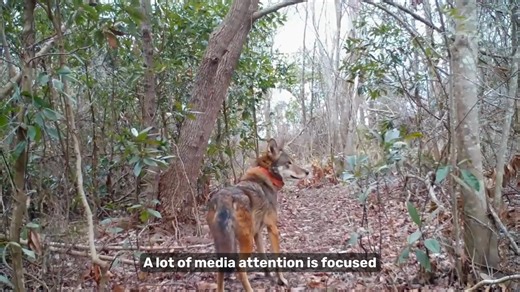 22K views · 1K reactions | Sound on for Sounds Wild!  Red wolves...