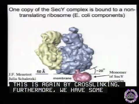 Mechanisms of Protein Translocation Across Membranes