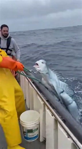 sea creature rare fish catch by fisherman #shorts #shortfeed #subscribe #shortvideo #shortviral41