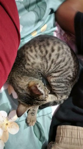 essa é a minha gata mel