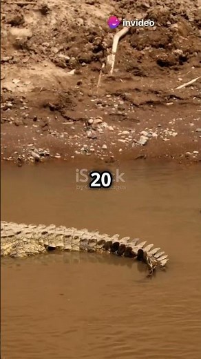 Human vs Crocodile: Size Showdown! 🐊👊